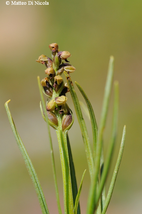 un po'' di flora dal Gavia